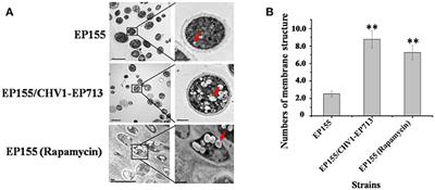 CpATG8, a Homolog of Yeast Autophagy Protein ATG8, Is Required for Pathogenesis and Hypovirus Accumulation in the Chest Blight Fungus